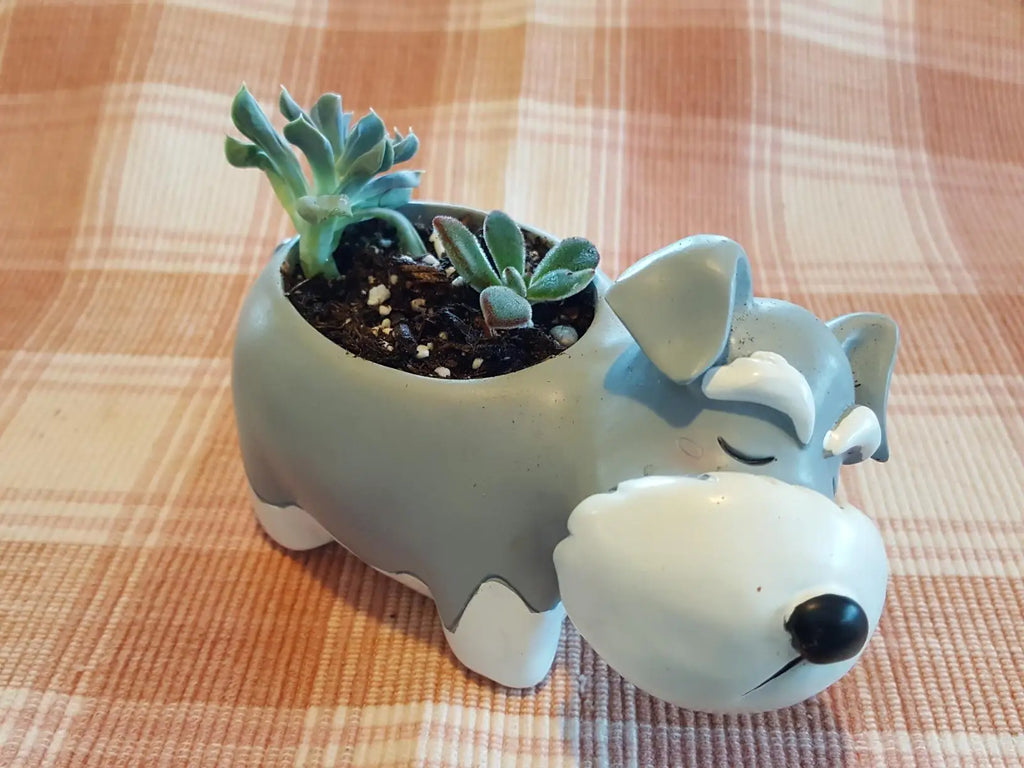 Schnauzer Planter